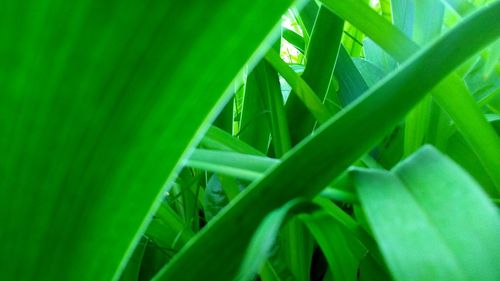 Close-up of green leaves