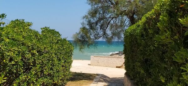 Scenic view of trees against sky