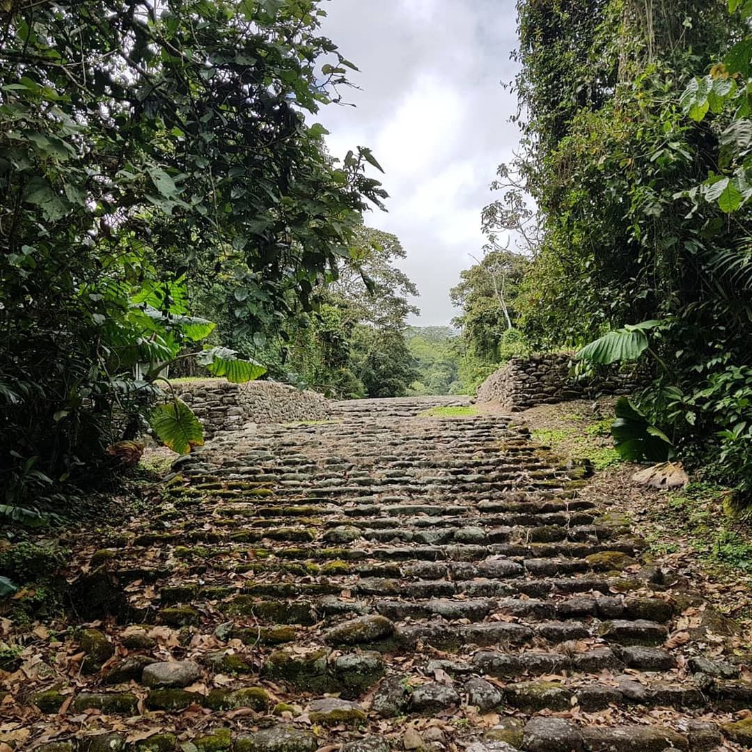 plant, tree, direction, nature, growth, the way forward, no people, staircase, day, architecture, tranquility, footpath, sky, tranquil scene, steps and staircases, beauty in nature, land, green color, cloud - sky, outdoors, diminishing perspective