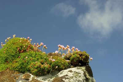 Low angle view of flowering plants against sky