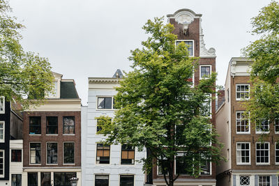 Trees growing by buildings in city