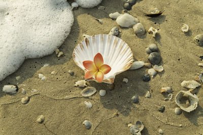 High angle view of seashells on beach