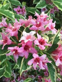 Close-up of pink flowers