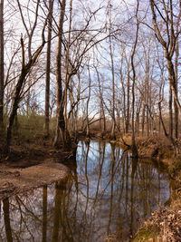 Reflection of trees in lake against sky