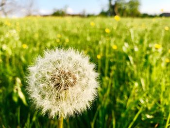 Close-up of dandelion on field