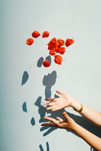 Close-up of hand holding flower over white background