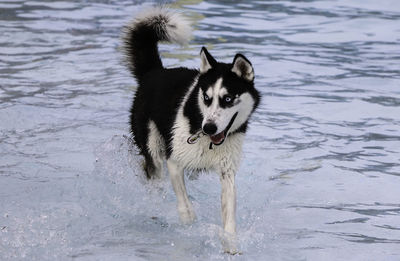 Siberian husky in lake