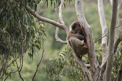 Koala sleeping in gumtree