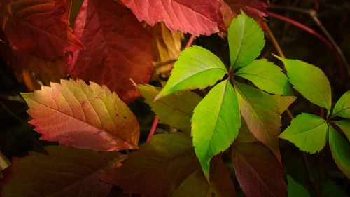 Close-up of autumnal leaves
