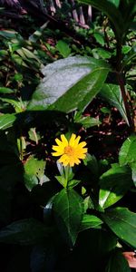 Close-up of yellow flowering plant