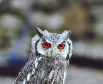 Close-up portrait of owl