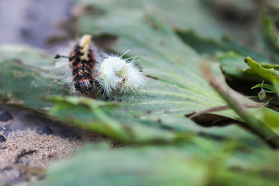 Close-up of insect on leaf