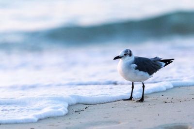 Seagull perching on a beach