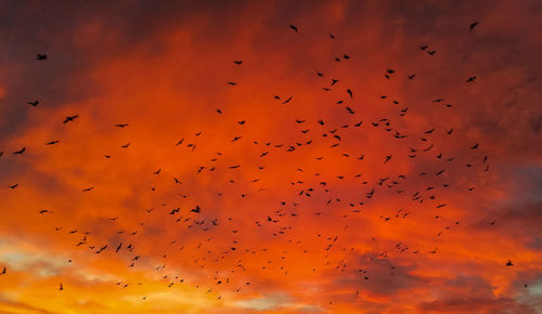 Low angle view of birds flying in sky