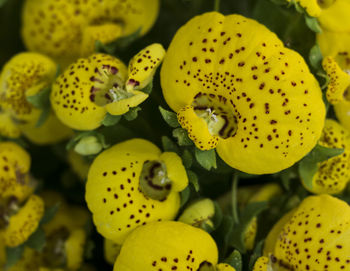 Close-up of yellow flowering plant