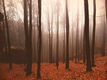 Trees in forest during autumn