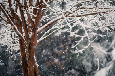 Close-up of snow on bare tree