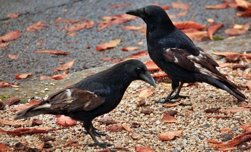 Close-up of black bird perching on ground