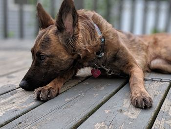 View of a dog resting on boardwalk