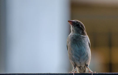 Close-up of a bird