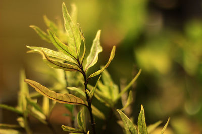 plant