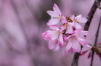 Close-up of pink cherry blossom