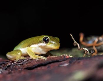 Close-up of frog