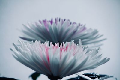 Close-up of flower