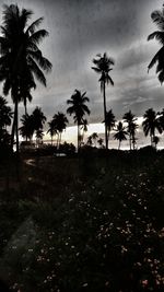 Silhouette palm trees on field against sky
