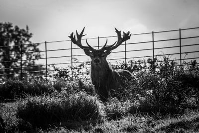 View of deer on field