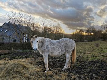 Horse standing on field against sky during sunset