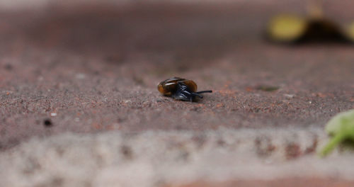 Close-up of crab on sand