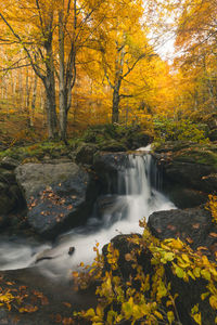 Scenic view of waterfall in forest during autumn