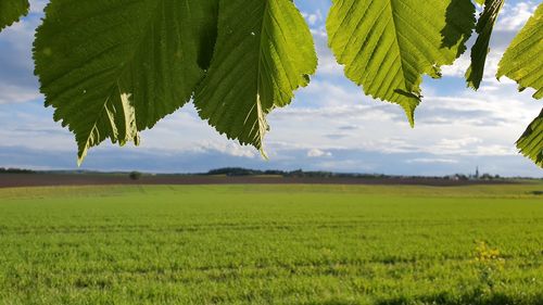 Scenic view of agricultural field against sky