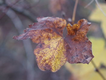 Close-up of dry maple leaves on tree