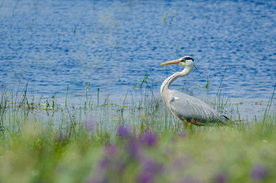 Side view of a bird in water