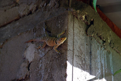 High angle view of lizard
