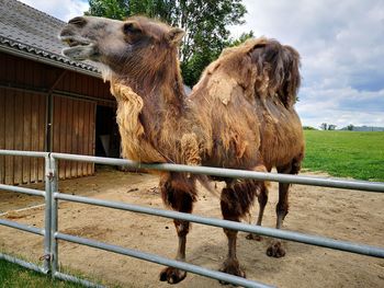 Tierpark walding linz 