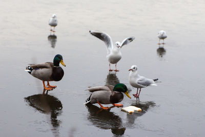 Birds in a frozen lake in the winter months 