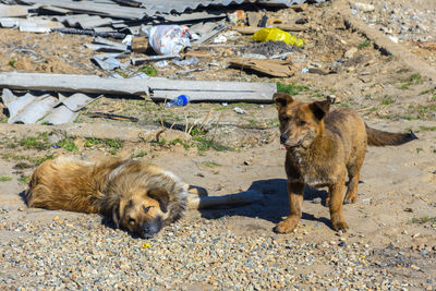 Dogs relaxing on land