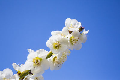 Low angle view of cherry blossoms against clear blue sky