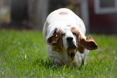 Close-up of dog on grassy field