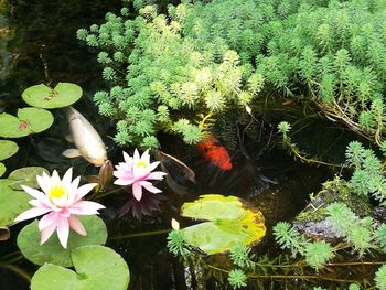 Close-up of flowers floating on water