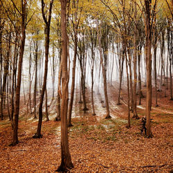 Trees in forest during autumn