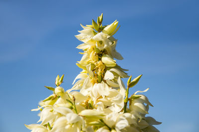 Low angle view of white flowering plant against clear sky