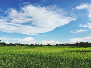 Crops growing on field against cloudy sky