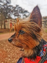 Close-up of a dog looking away