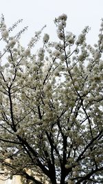 Low angle view of blooming tree against sky