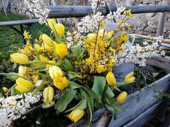 Close-up of yellow flowering plants