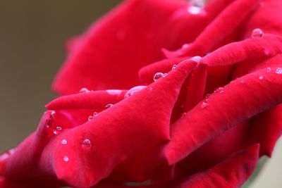 Close-up of wet red flower